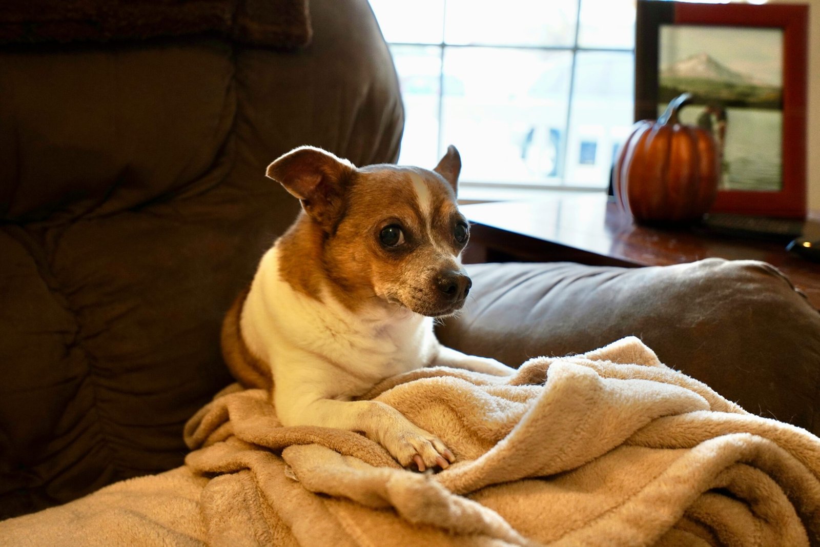 Wohnraumecke mit Haustier bei neutralem Licht.